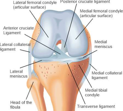 Schematisce illustration of the knee joint with labelling from the front