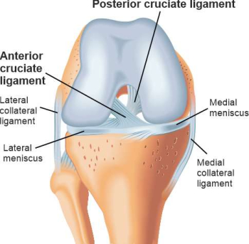 Illustration of the cruciate ligaments using an anatomical sketch