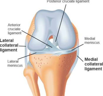 Schematisce illustration of the knee joint with collateral ligaments