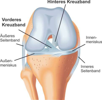 Darstellung der Kreuzbänder anhand einer anatomischen Skizze