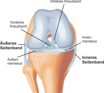 Schematisce Abbildung des Kniegelenks mit Seitenbändern