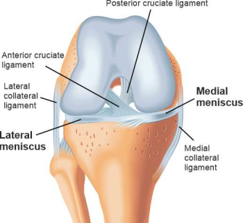Schematic illustration of the knee joint with meniscus