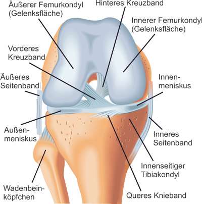 Schematisce Abbildung des Kniegelenks mit Beschriftung von vorne