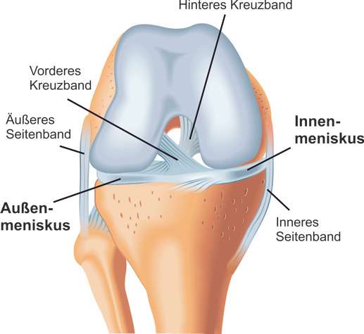 Meniskus Anatomie