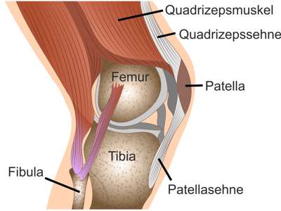 Schematische Abbildung des Kniegelenks mit Patella von der Seite