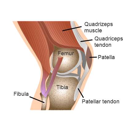 Schematic illustration of the knee joint with patella from the side